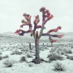fren nabuurs kafrenko death valley joshua tree verf photo paint