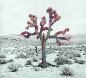 fren nabuurs kafrenko death valley joshua tree verf photo paint