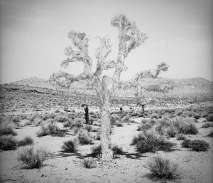 fren nabuurs kafrenko death valley joshua tree verf photo paint