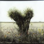 fren nabuurs fotografie landschap kafrenko photo ooijen knotwilg