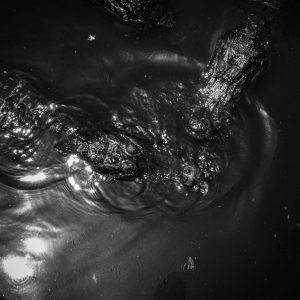 alligator fren nabuurs zwart wit black and white photo