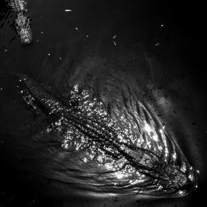 alligator fren nabuurs zwart wit black and white photo