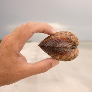 fren nabuurs shell